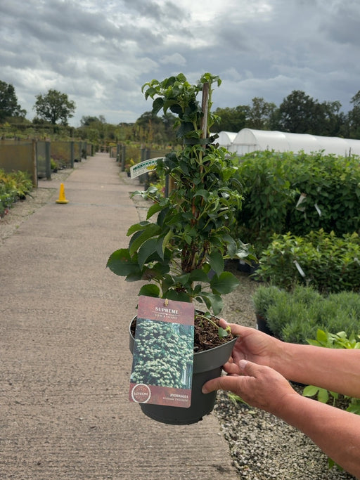 Hydrangea Petiolaris 4 Litre Pot 40/60cm