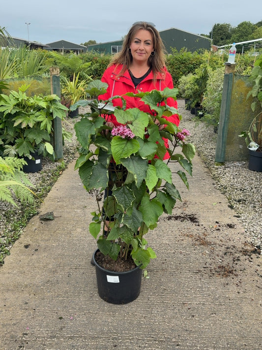 Clerodendrum Bungei 20 Litre 100cm