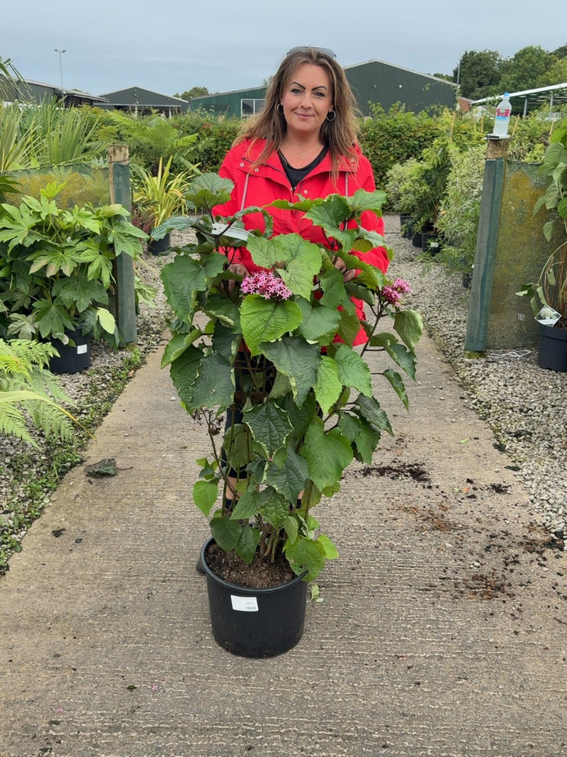 Clerodendrum Bungei 20 Litre 100cm