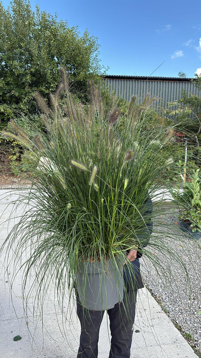 Pennisetum Al. Hameln 12 Litre Pot