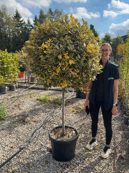 Elaeagnus x Vivileg Half Standard 45 Litre Pot
