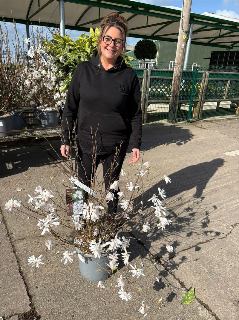 Magnolia Stellata Waterlily 15 Litre Pot