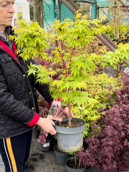 Acer Palmatum Sangokaku 4 Litre Pot 40/60cm Tall