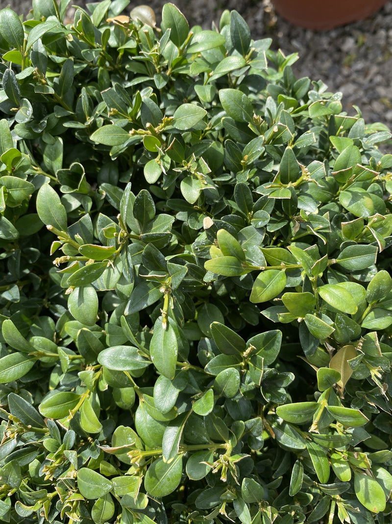 Buxus Sempervirens Duo-Ball Stack 70-80cm 7.5 Litre Pot