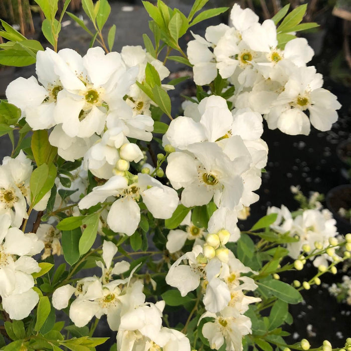 Exochorda x Macrantha Lotus Moon 12 Litre Pot 80/100cm