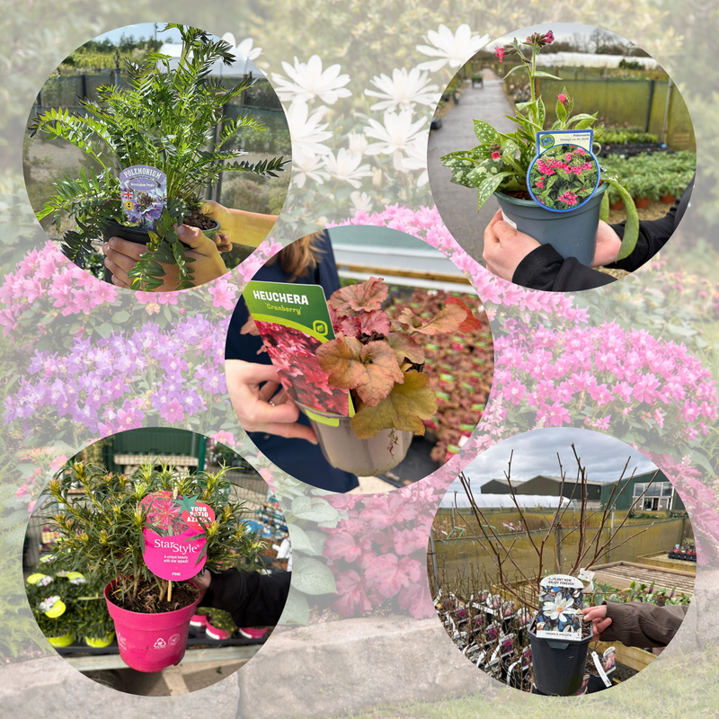 Spring Colour Boost Border Pack (12 Plants)