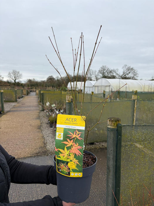 Acer palmatum Orange Dream 3 Litre Pot