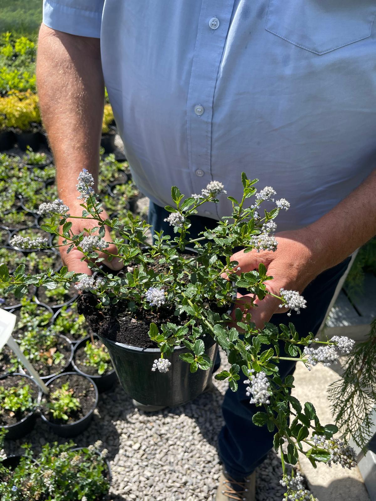 Ceanothus Thyrsif. Repens 3 Litre Pot
