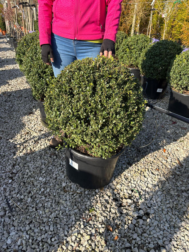 Ilex Crenata Maxima Ball 32 Litre Pot 50/60cm
