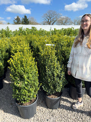Box hedging 80/100cm Root Ball