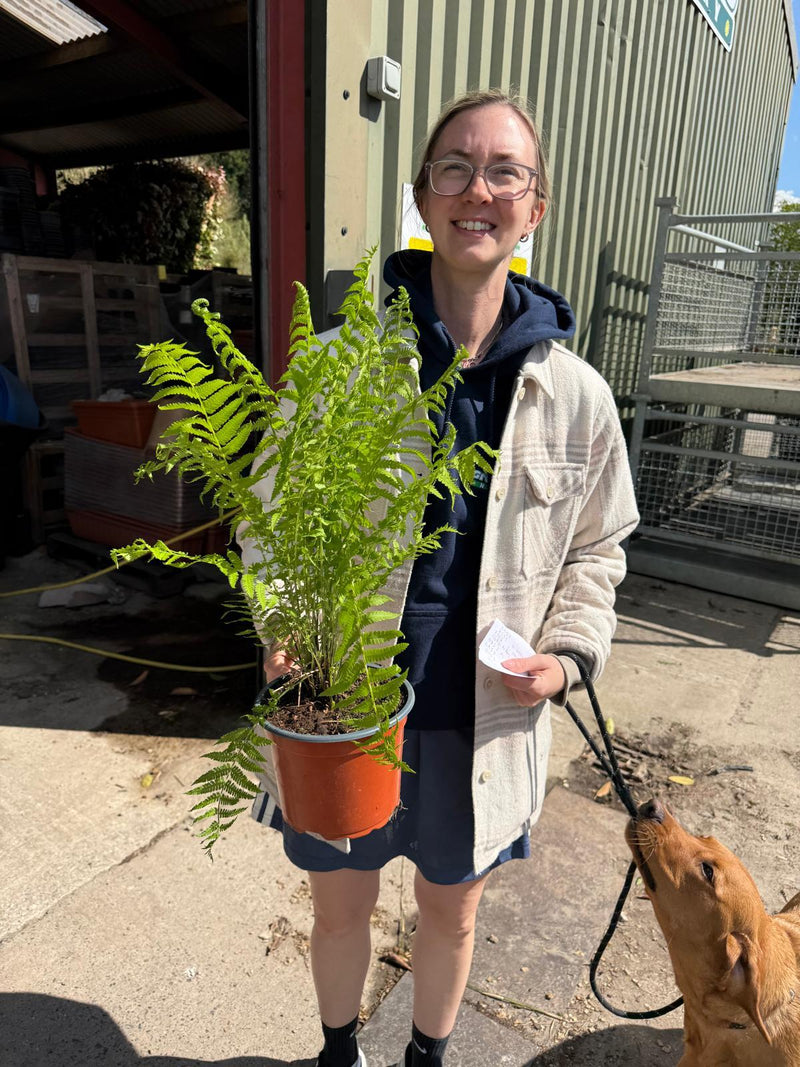 Matteuccia Struthiopteris 2 Litre Pot