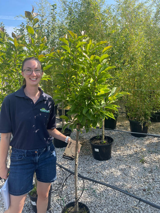 Magnolia Susan 10 Litre Pot Half Standard