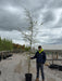 Alnus glutinosa Imperialis 8/10cm Girth Pot Growing Ready-Pre-Order June