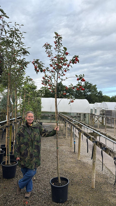 Sorbus Intermedia 8-10cm Girth Full Standard