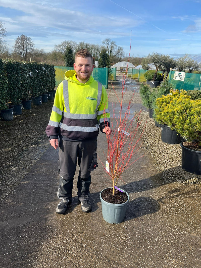 Acer Palmatum Sangokaku 15 Litre Pot