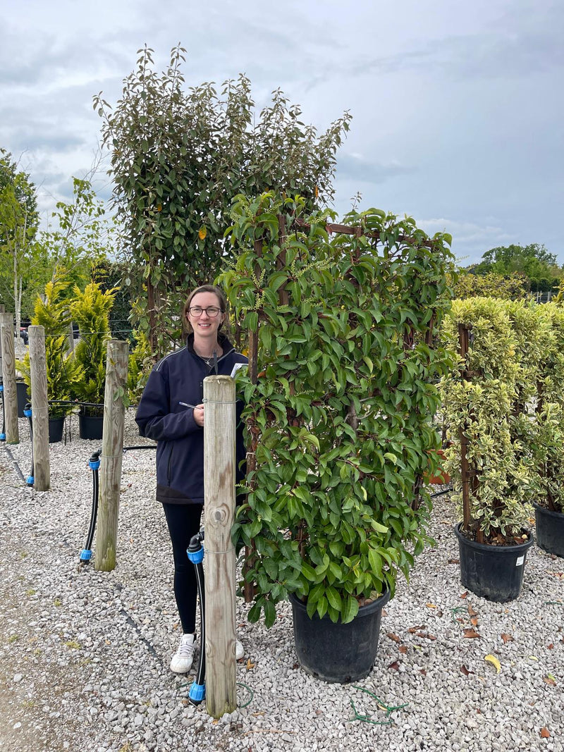 Prunus Lusitanica Tico Pleached Pannel 160 x 110cm