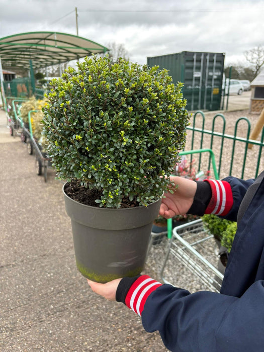 Ilex Crenata Glorie Gem Ball 6 Litre Pot 20/25cm Wide