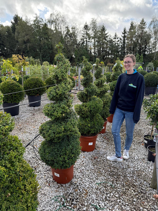 Buxus Spiral 40 Litre Pot 140-150cm