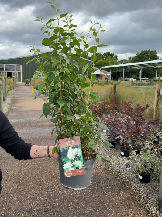 Philadelphus Snowbelle 4 Litre Pot 40/60cm
