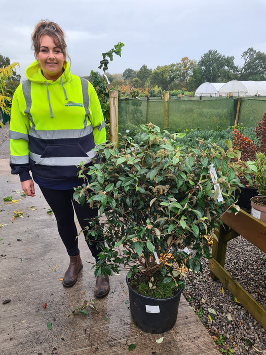 Viburnum Eskimo 20 Litre Pot 80/100cm Tall