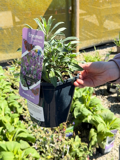Erysimum Bowle's Mauve 2 Litre Pot