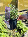 Erysimum Bowle's Mauve 2 Litre Pot