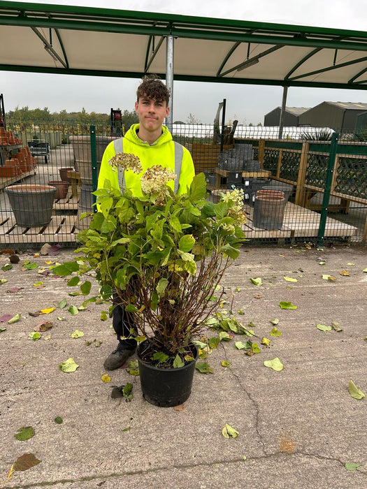 Hydrangea arborescens Annabelle 20 Litre Pot 80/100cm