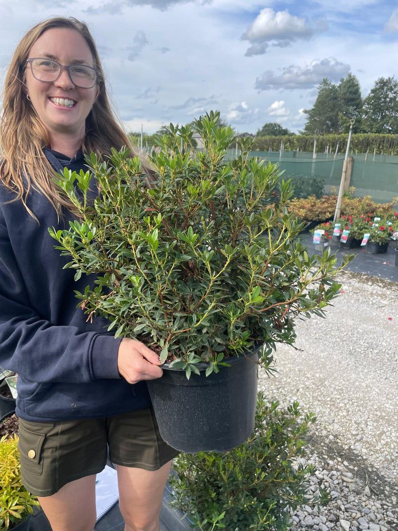 Rhododendron Bloombux Magenta 10 Litre Pot