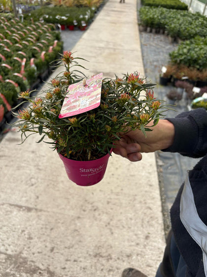 Azalea StarStyle Pink 1.5 Litre Pot Delivery march