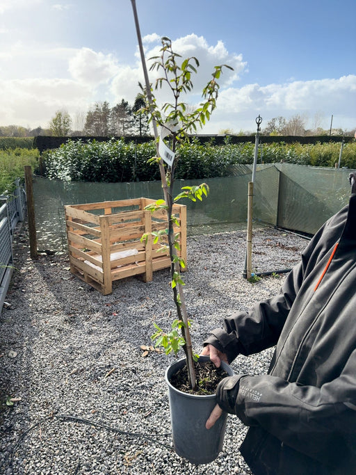 Hornbeam Hedging 4 Litre Pot 80/100