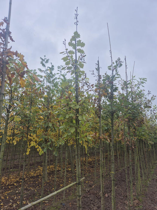 Quercus Petraea Standard 6-8cm Girth Root Ball