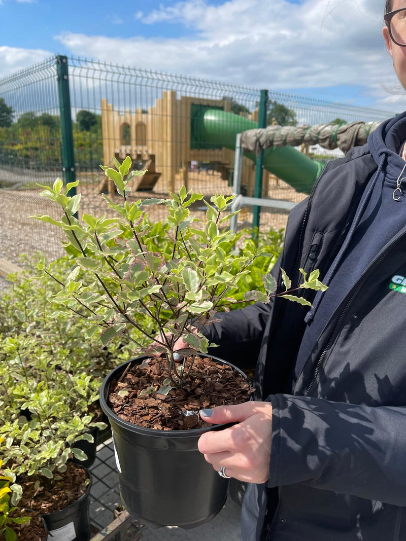 Pittosporum Tenuifolium Elizabeth 3 Litre Pot