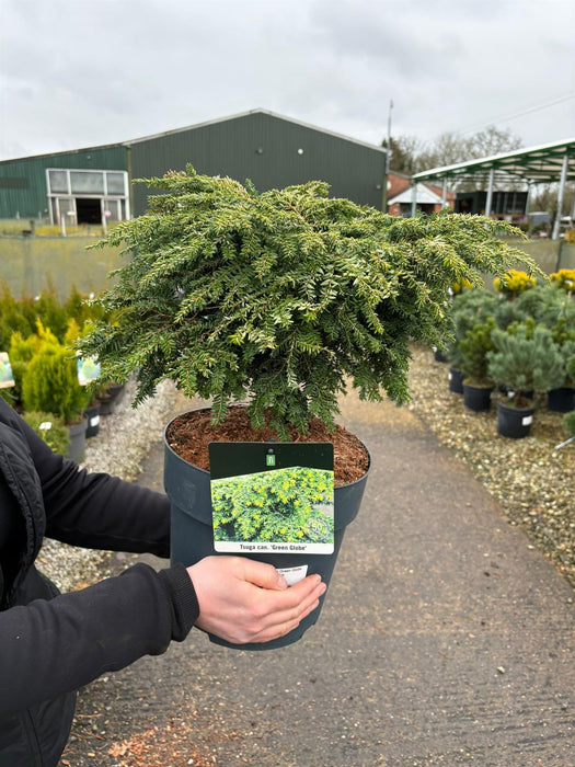 Tsuga Canadensis Green Globe 7.5 Litre Pot