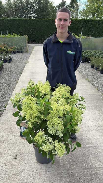 Hydrangea Paniculata Bobo 12 Litre Pot 60/80cm