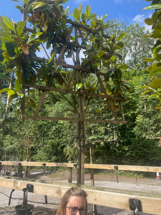 4 x Magnolia Grandiflora Pleached Standard 190cm Stem 120x120cm