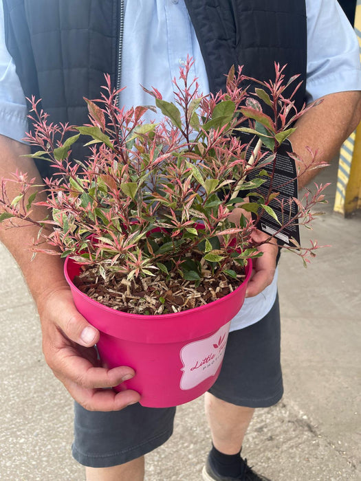 Photinia fras Devils Dream 6 Litre Pot Delivery March