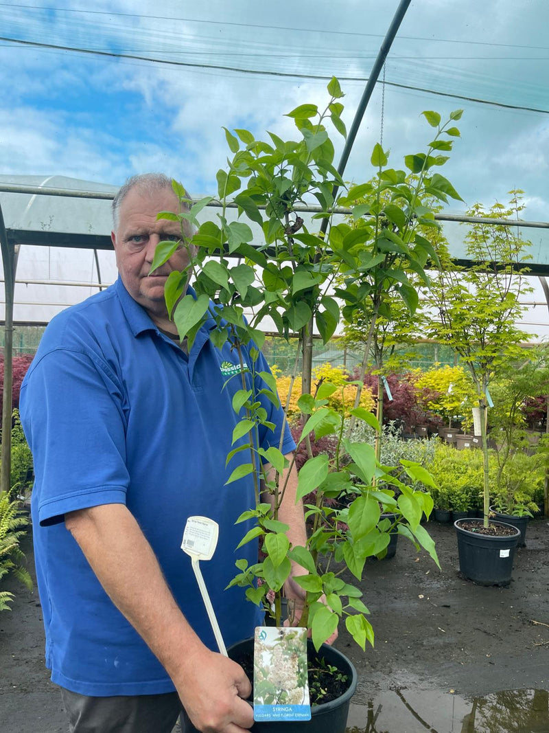 Syringa Florent Stepman 5 Litre Pot