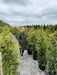 Thuja Brabant 125/150cm Order For June Delivery Onwards