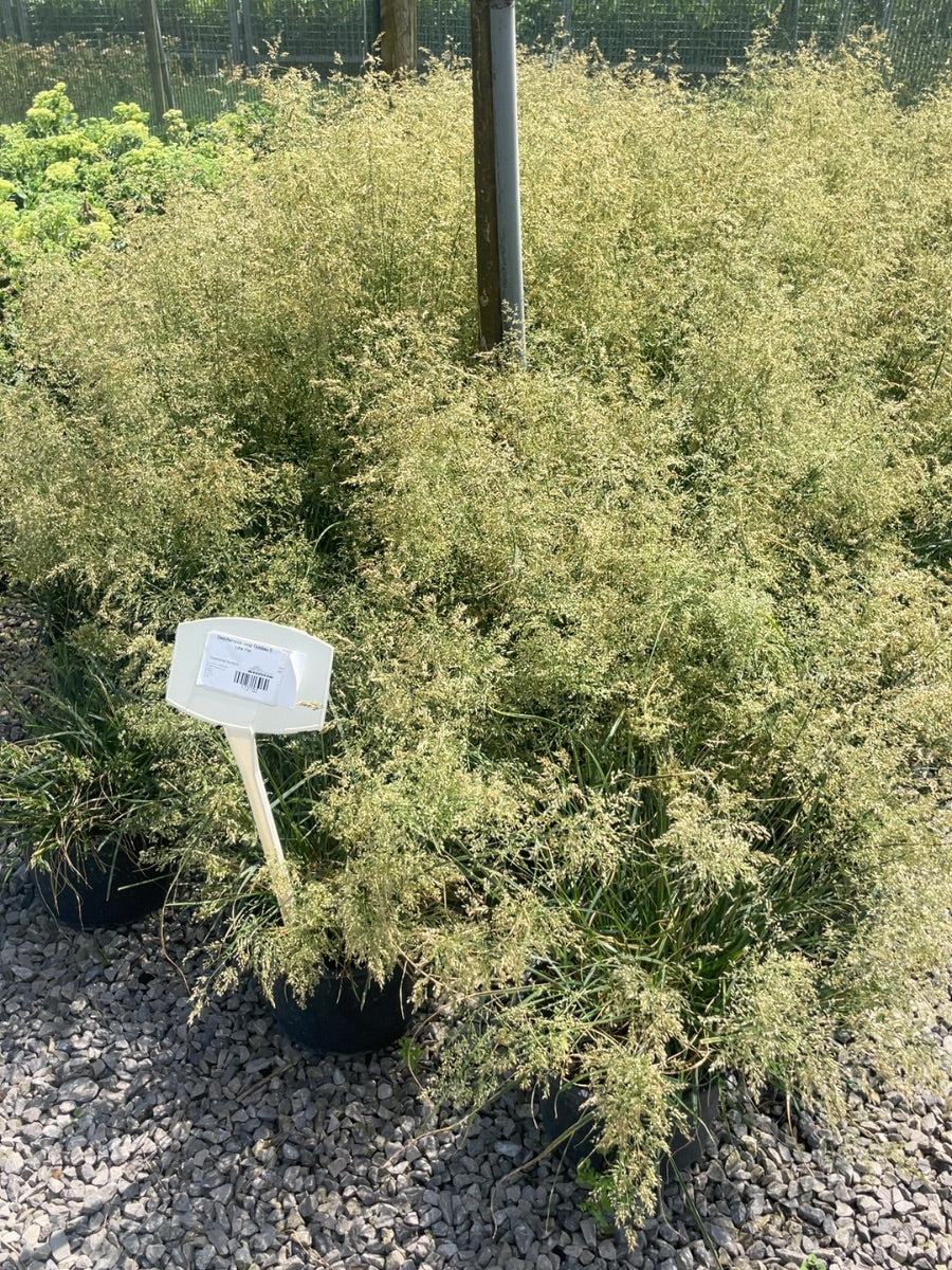Deschampsia cesp Goldtau 5 Litre Pot