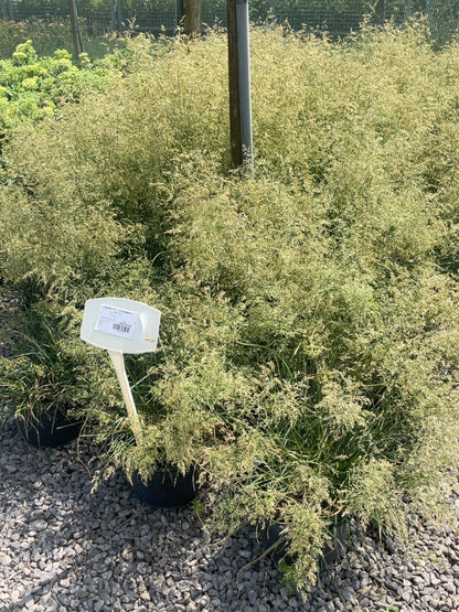 Deschampsia cesp Goldtau 5 Litre Pot