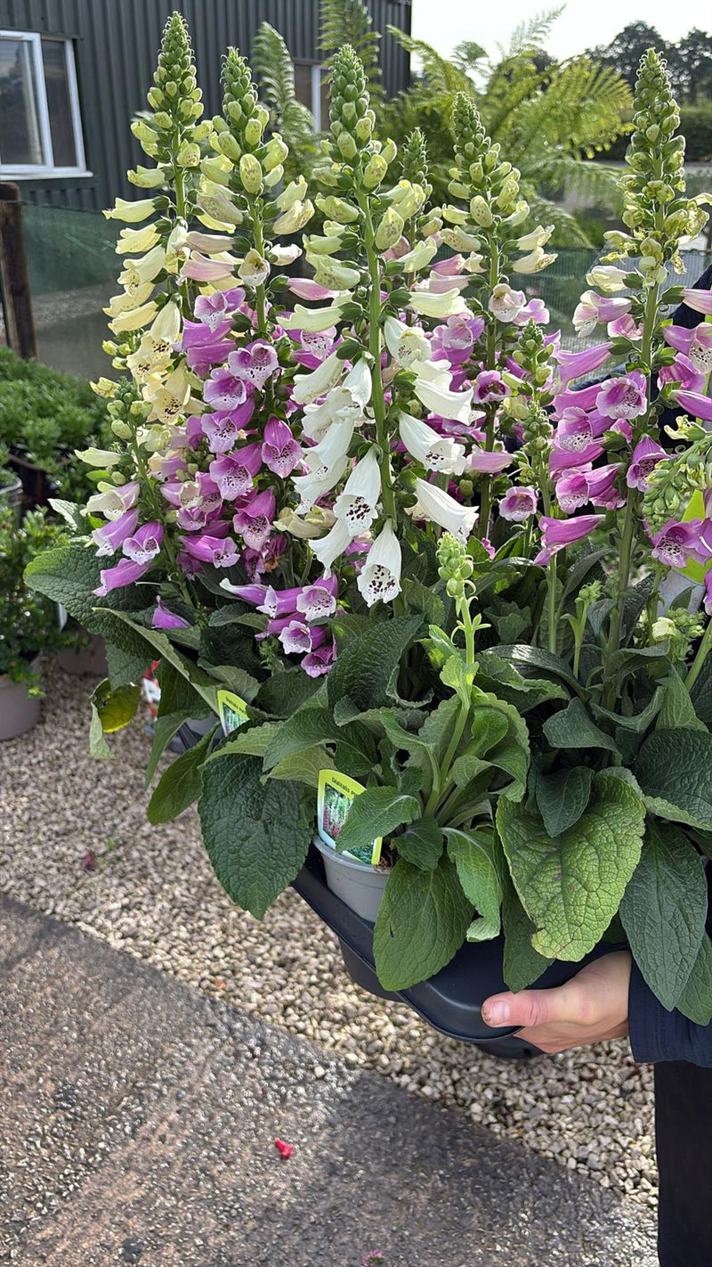 Digitalis Purpurea Mix 2 Litre Pot