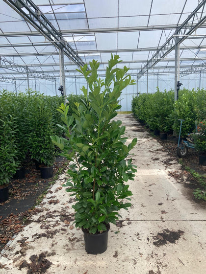 Big Deal Laurel Hedging, Cherry Laurel 175-200cm x 40 Plants