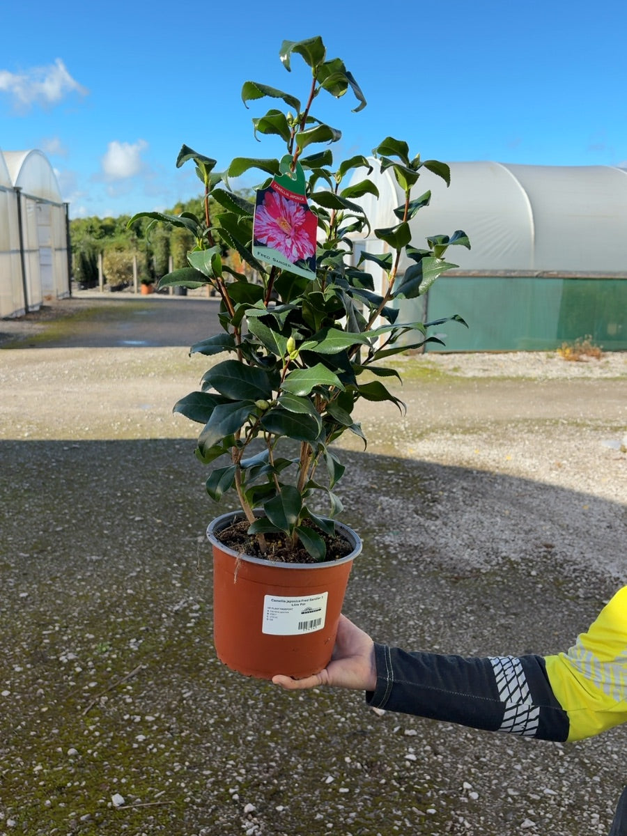 Camellia japonica Fred Sandler 3 Litre Pot