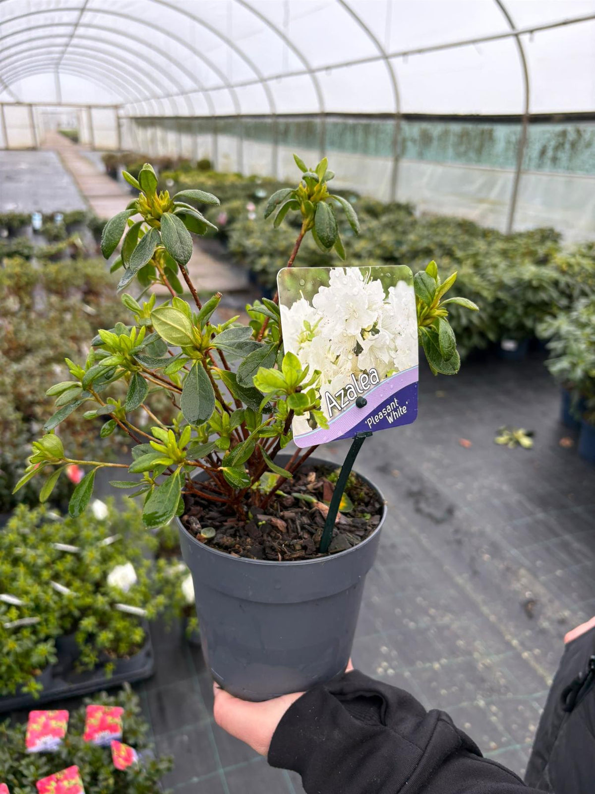 Azalea Japonica Pleasant White 1.5 Litre Pot — Grasslands Nursery