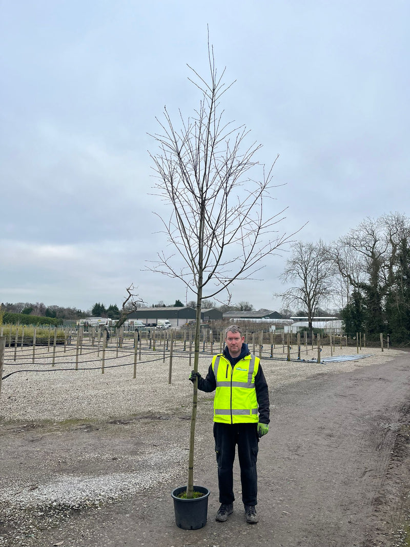 Amelanchier Robin Hill 8/10cm Girth Pot Grown