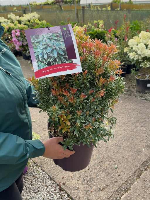 Pieris japonica Little Heath 7.5 Litre Pot