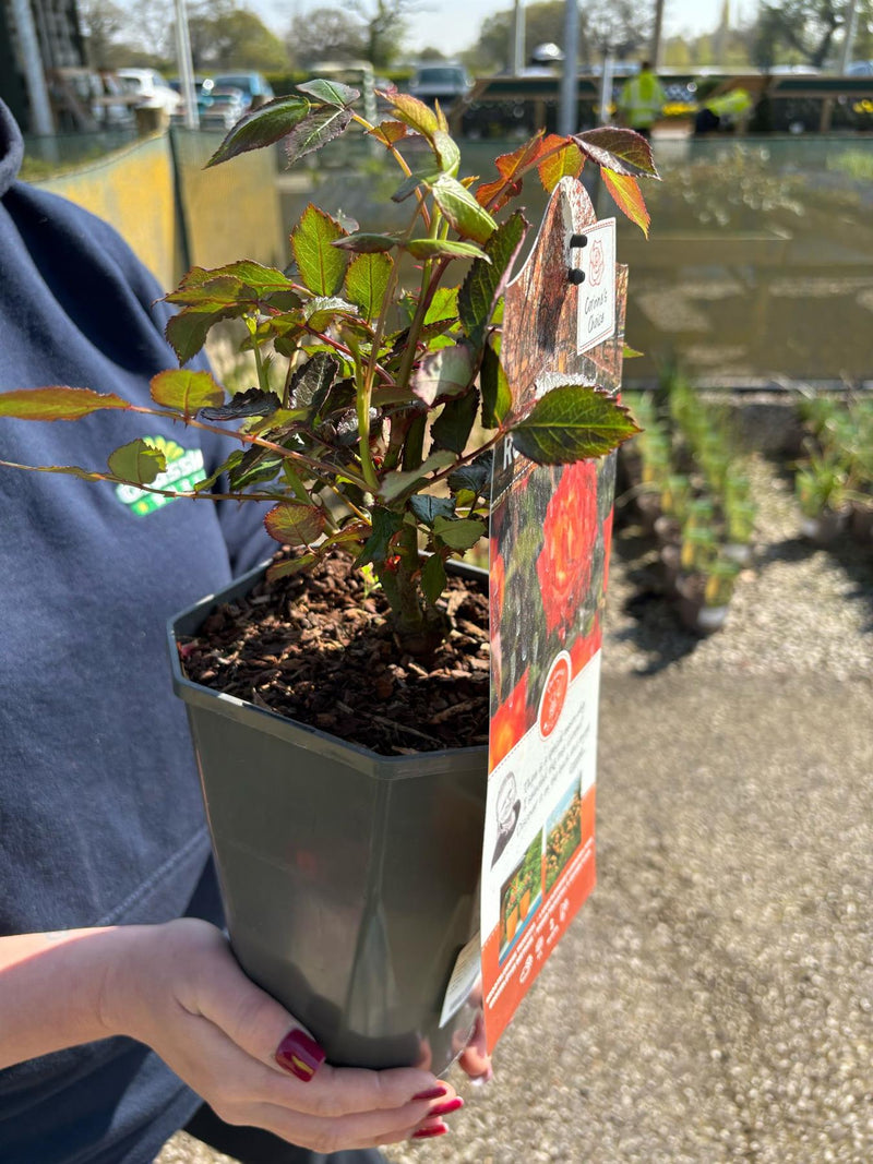 Rose Mein Munchen 3 Litre Pot