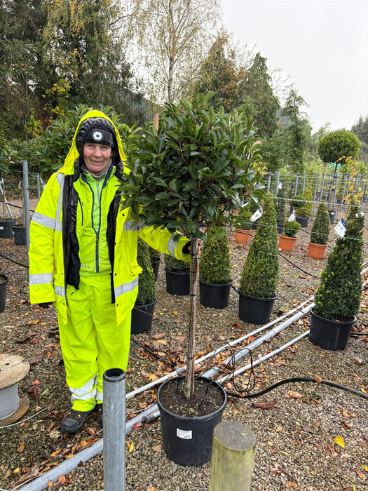 Photinia Red Robin 80/100cm Stem 50/60cm Head 1/2 Standard