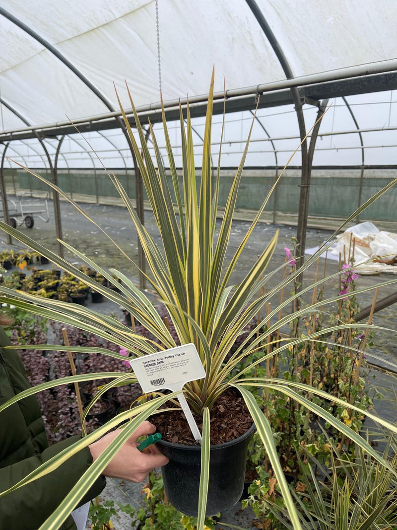 Cordyline Torbay Dazzler 3 Litre Pot