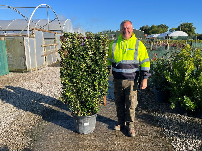 Euonymus Aureopictus Pleached Wall Frame 120cm x 80cm